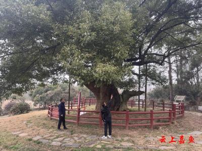 咸宁嘉鱼：寒潮将至 高铁岭镇提前施策守护千年古树安全越冬