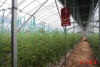 咸宁嘉鱼：“小番茄王国”打造农文旅融合新场景 采摘经济激活乡村振兴新动能