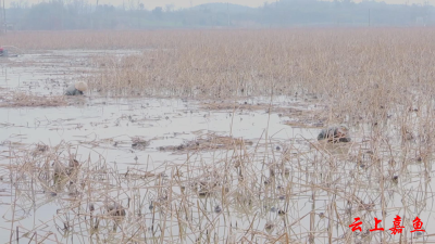 咸宁嘉鱼：冬日藕塘采挖忙陆溪野藕喜丰收