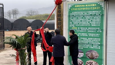 麦市镇陈塅村香菇种植示范基地揭牌