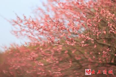 【伐桂书院·吴龙海作品】五绝 梅苑赏梅感吟（四首〉