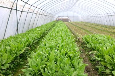 阴雨天气影响蔬菜生长 农业部门来支招