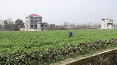 视频-【春耕备耕当正时③】通城县农业农村局：开展春季田管 夺取油菜丰收 