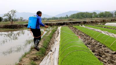 所有农民朋友，2023年通城县水稻病虫害防控措施，速看！