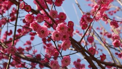 遇见春日“梅”好  通城第一波梅花开了！