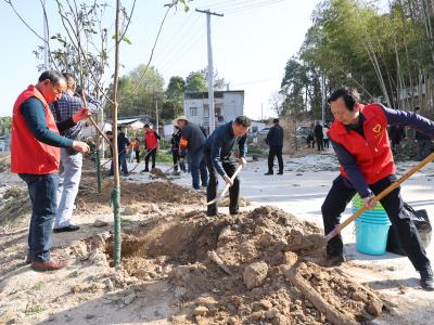“植”此青绿｜通城县隽水镇100余名党员干部种下200棵枇杷树
