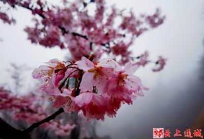 【伐桂书院·吴新来作品】问花