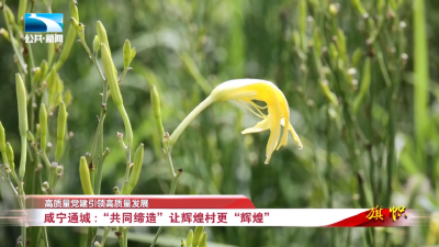 敬请关注！湖北广播电视台《旗帜》栏目聚焦通城黄花菜产业