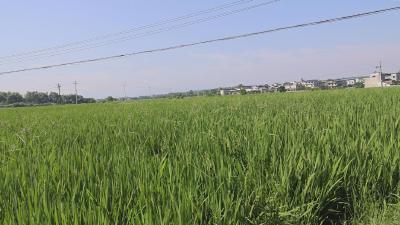 2023年通城县水稻病虫害防控措施，速看！