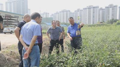 国家林草局驻武汉专员办调研组来通城调研林业重点工作