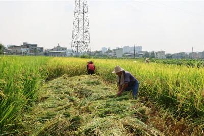 当前水稻如何防治病虫害？通城农技专家田间“把脉支招”