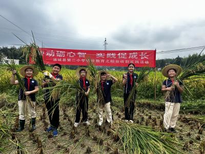 【庆丰收 促和美】通城：小学生“下田割谷”  体验劳动艰辛和快乐