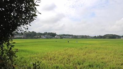 视频-【庆丰收 促和美】通城：现场观摩评优劣 “看禾选种”助增产 