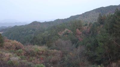视频-通城：智能化养鸡 “啄”开致富门 