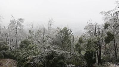 视频-通城县城市管理执法局：除冰清障保畅通