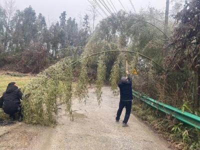 通城县隽水镇利和村：冻雨压倒竹木阻道路 党员及时清理保畅通