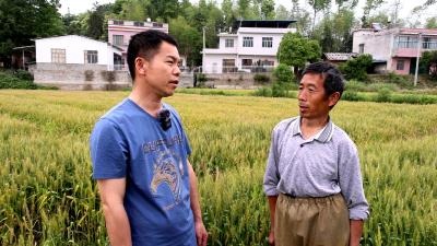 快@你身边的农民朋友，2024年通城县水稻病虫害防控措施来了！