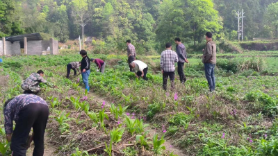 通城县四庄乡大溪村：药材基地管护忙 振兴路上飘“药”香