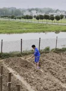 劳”以启智 “动”以润心｜通城县沙堆镇天灯岭小学开展劳动教育活动