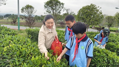 通城县五里完小：探寻茶韵 润泽童心