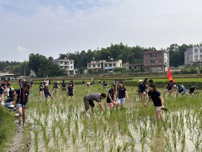 通城县第二小学：学插秧 务农事 在稻田里拥抱成长