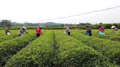 【劳模风采】汪国富：匠心三十载 只为茶飘香