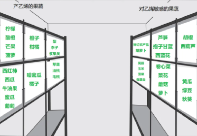 哪些果蔬适合放冰箱？怎样存放更健康？一文了解→