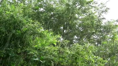 视频-【应对强降雨】通城人注意！未来一周降水频繁，滑坡、塌方等次生灾害风险等级较高