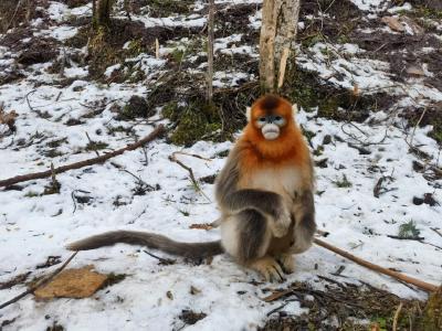 这只猴，要“改名”了！