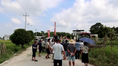视频-通城：推广珠两优5298再生稻 助力农业高产高效 
