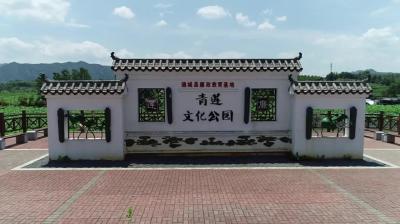 视频-通城县四庄乡清水村：“荷”美乡村 解锁夏日“美丽经济” 
