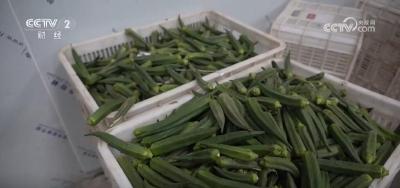 一路向“鲜”！现代化冷藏保鲜链让优质农产品“跑”得更快更远