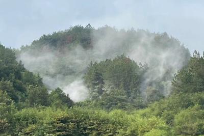 通城县五里镇开展松材线虫化学防治行动