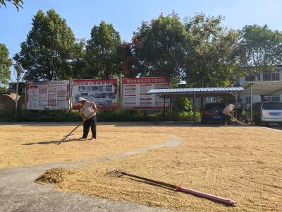 金色丰收季：通城县北港镇政府大院开放，农民晒谷无忧