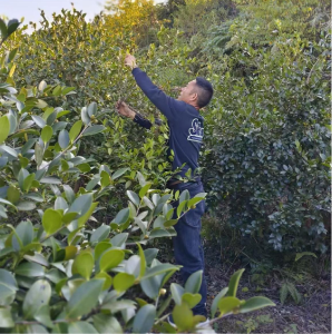 通城县四庄乡新联村：霜降时节农事忙 新联油茶采摘忙