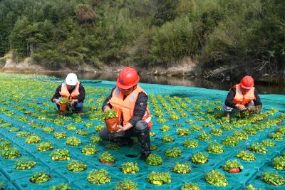 湖北通城：生态浮岛净化水质保民生