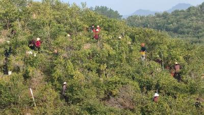 通城公安做好“油茶服务”，一抹“藏蓝”助力茶农丰收