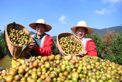 湖北通城：油茶产业为乡村振兴“加油”