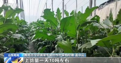 积极预防低温冻害 多举措为“菜篮子”稳定供应保驾护航