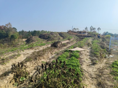 通城县石南镇：芭茅地上艾叶飘香