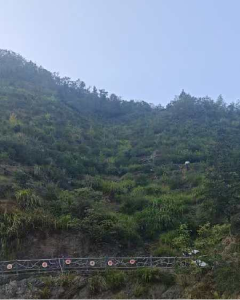 药姑村油茶采摘忙，油茶产量达10978斤