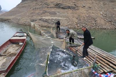 通城县四庄乡纸棚村：10万斤鲜鱼滞销 盼您助力拓销路