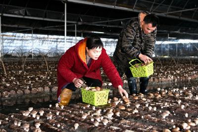 湖北通城：金珠香菇种植合作社让地栽香菇生金