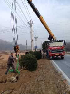 通城县沙堆镇积极开展植树活动