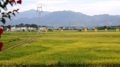 【政府工作报告解读④】小田并大田：适度规模经营的通城实践
