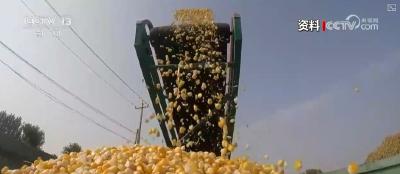 中国经济实干见闻！新探索显效 确保粮食颗粒归仓 农民安心卖粮