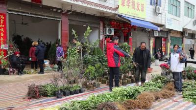 视频-通城：春种好时节 苗木市场销售旺