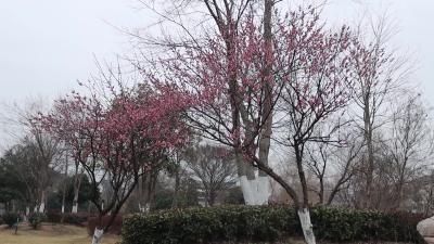 视频-赏梅须趁早，莫负通城好春光