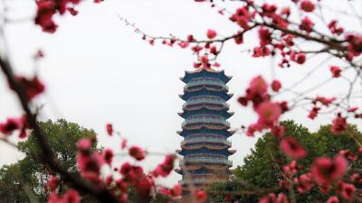 赏梅须趁早，莫负通城好春光