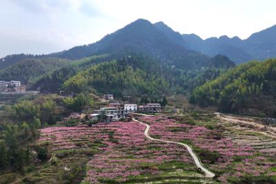通城：黄龙桃花次第开 农旅融合促发展